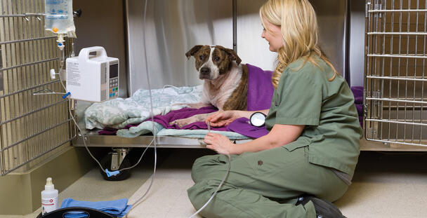 Home - Lakewood Animal Hospital: Veterinary Clinic | Veterinary Services |  Coeur d' alene, ID 83815
